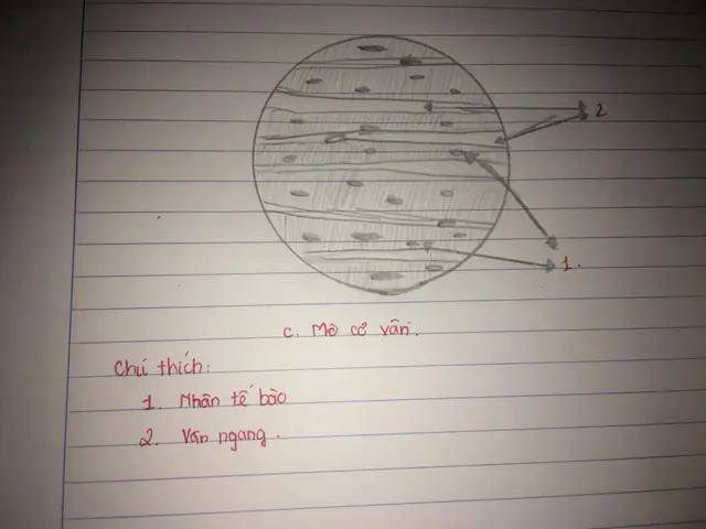 Cách Vẽ Mô Cơ Tim