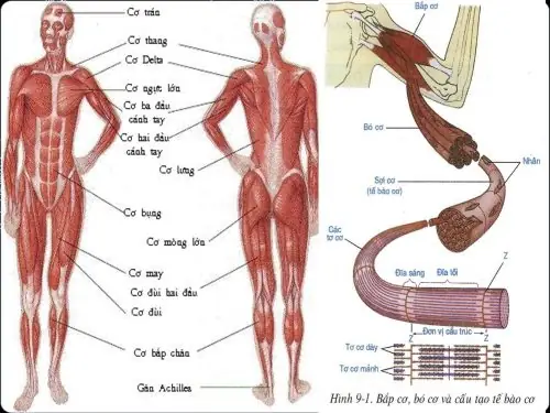 Cách Vẽ Mô Cơ Vân
