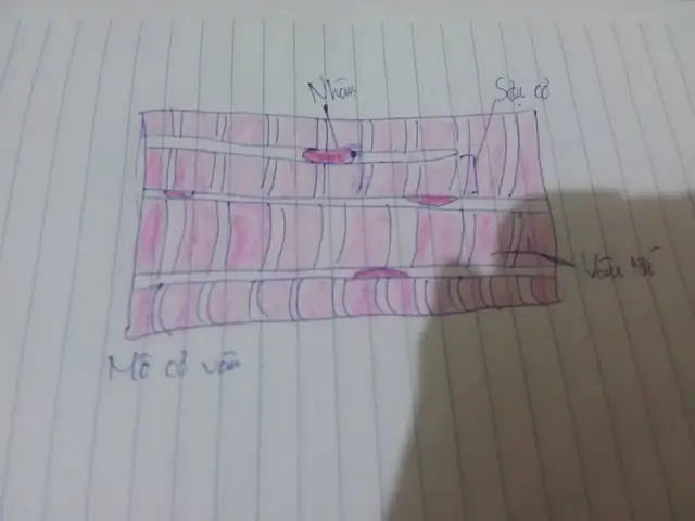 Cách Vẽ Mô Cơ Vân