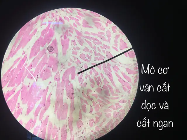 Cách Vẽ Mô Cơ Vân