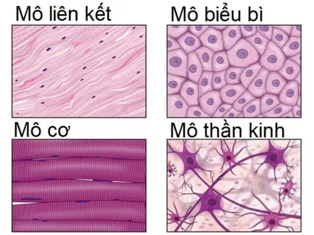 Cách Vẽ Mô Liên Kết
