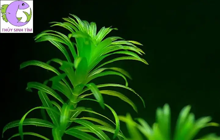 Cách Vẽ Rong Đuôi Chó