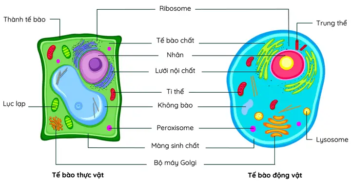 Cách Vẽ Tế Bào Thực Vật