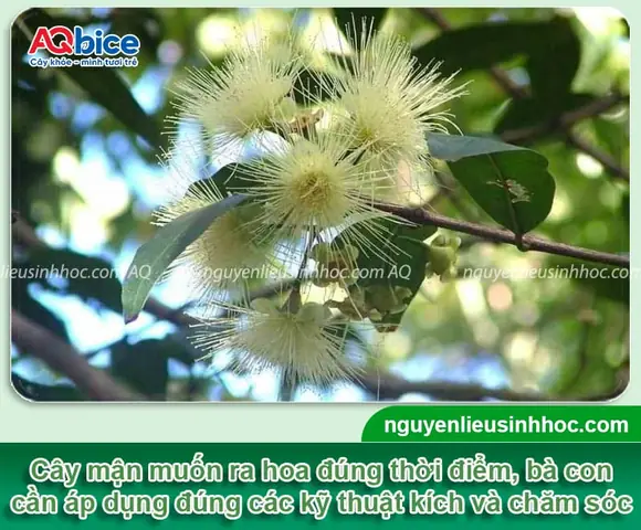Cách Vẽ Trái Cao Cao Cách Vẽ Trái Cao Cao