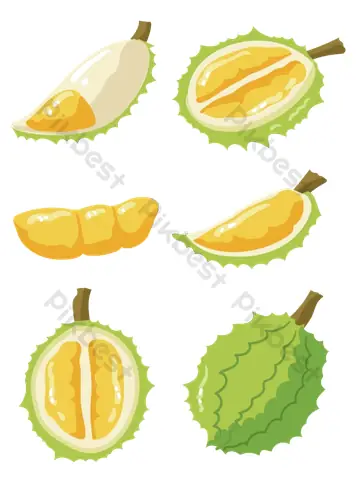 Cách Vẽ Trái Sau Rieng Cách Vẽ Trái Sau Rieng