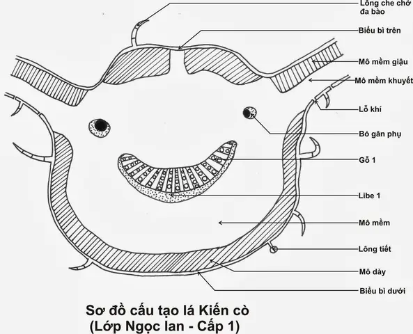 Cách Vẽ Vi Phẫu Thực Vật Cách Vẽ Vi Phẫu Thực Vật