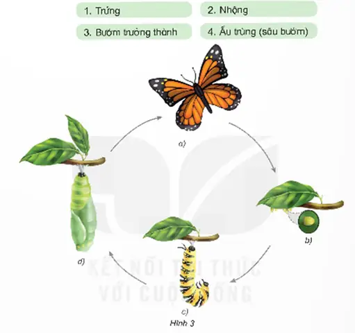Cách Vẽ Vòng Đời Của Bướm Cách Vẽ Vòng Đời Của Bướm