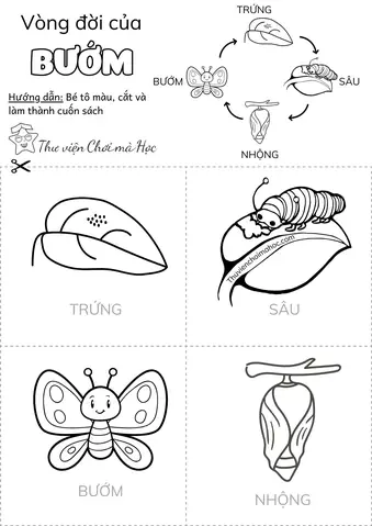 Cách Vẽ Vòng Đời Của Bướm Cách Vẽ Vòng Đời Của Bướm