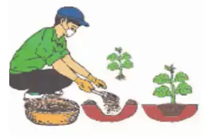 Hình Vẽ Cách Bón Phân