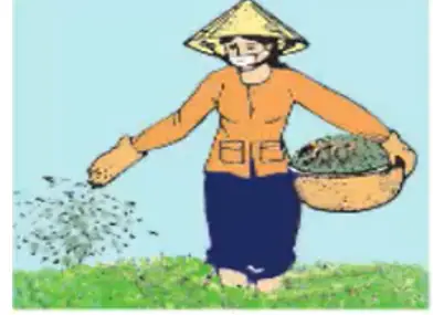 Hình Vẽ Cách Bón Phân