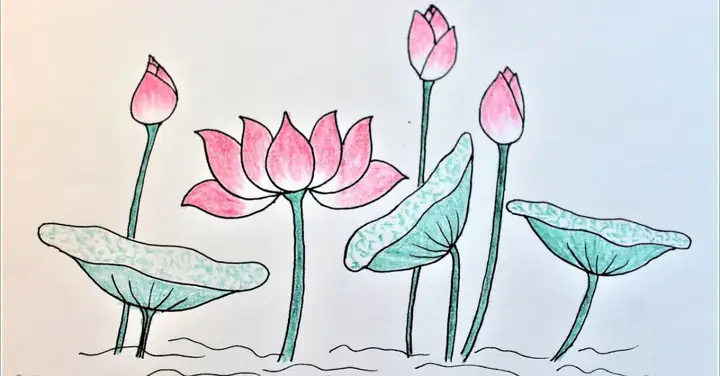 Vẽ Bông Sen Cách Điệu